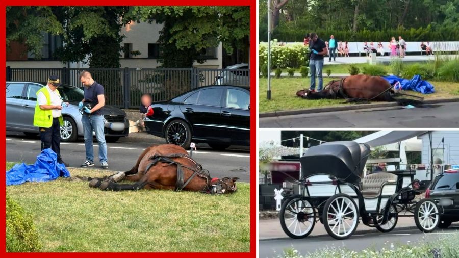 Ciało konia leżące na trawie na promenadzie w Świnoujściu, zabezpieczone przez policję do dalszych badań. (zdjęcia: Krzysztof Chomicz)