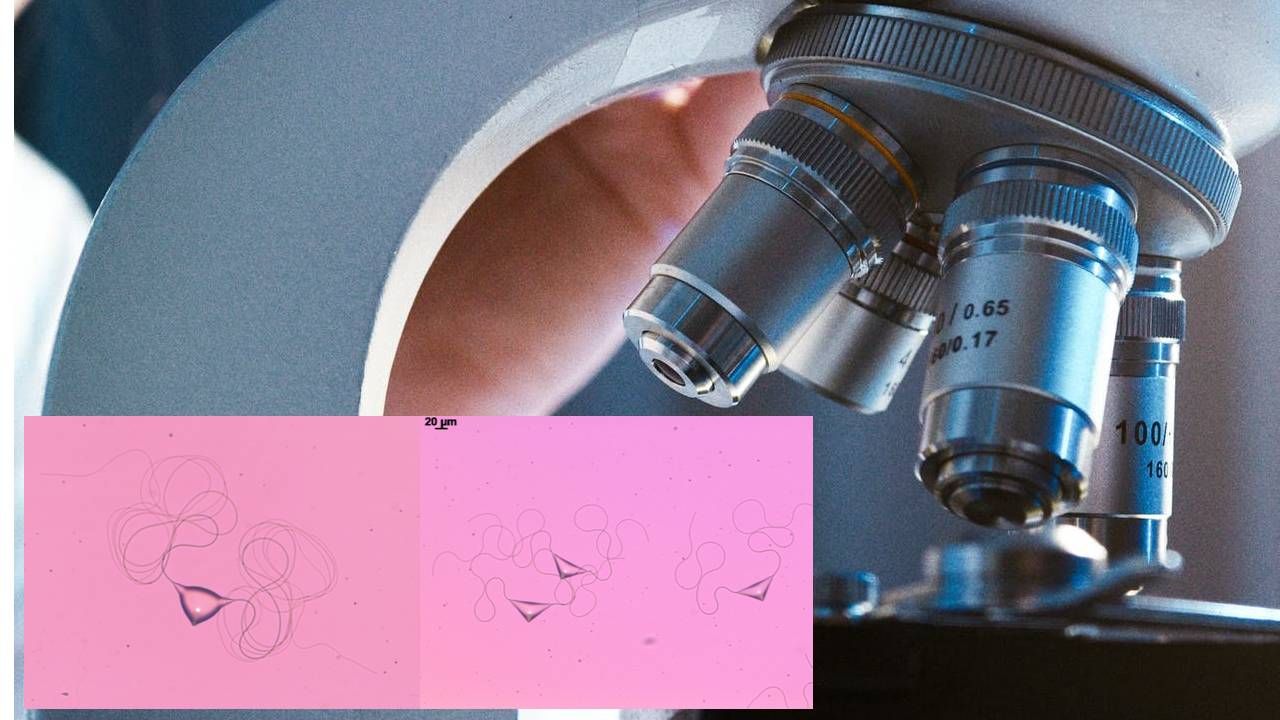 Odkrycie to efekt współpracy naukowców z Polski, Bułgarii i Wielkiej Brytanii (fot. Pexels/Uniwersytet Sofijski) Odkrycie to efekt współpracy naukowców z Polski, Bułgarii i Wielkiej Brytanii (fot. Pexels/Uniwersytet Sofijski)