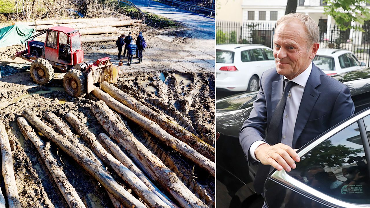 Lasy Państwowe twierdzą, że słowa Donalda Tuska o wycince to fake news (fot. PAP/Darek Delmanowicz, Tomasz Gzell) Lasy Państwowe twierdzą, że słowa Donalda Tuska o wycince to fake news (fot. PAP/Darek Delmanowicz, Tomasz Gzell)