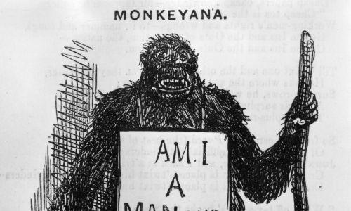 18 maja 1861 rok. Goryl nosi tablicę z pytaniem: „Czy jestem człowiekiemą i bratem?”. To odpowiedź na kontrowersyjną teorię Charlesa Darwina o ewolucji rodzaju ludzkiego. Kreskówka z magazynu Punch podpisana przez „Gorilla - Zoological Gardens”. Fot. Hulton Archive / Getty Images