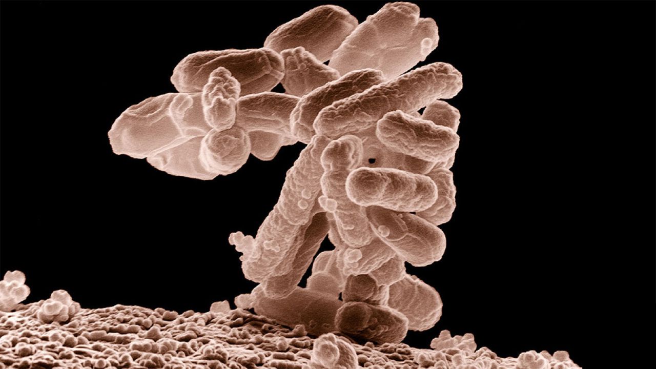 Escherichia coli jest najlepiej poznaną przez nas bakterią (fot. Wiki/USDA) Escherichia coli jest najlepiej poznaną przez nas bakterią (fot. Wiki/USDA)