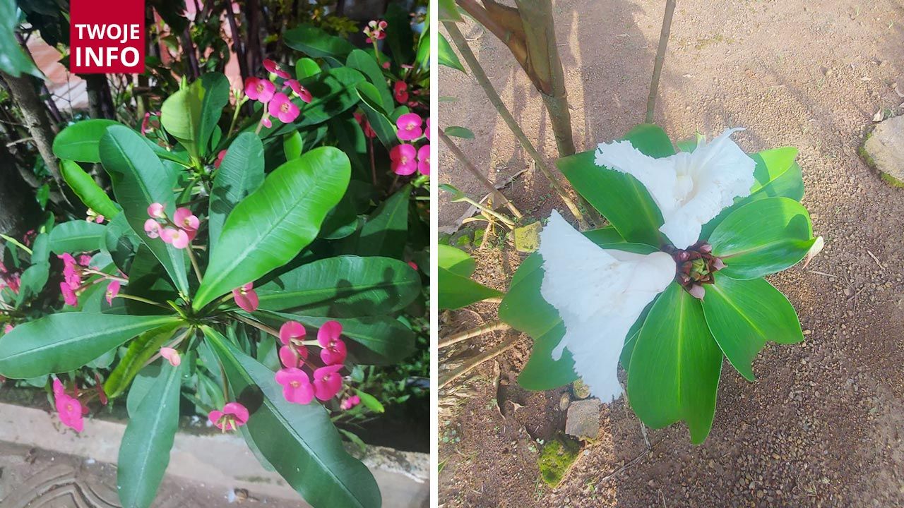 Kwiaty w Kamerunie (fot. Twoje Info/ o. Alojzy Chrószcz)