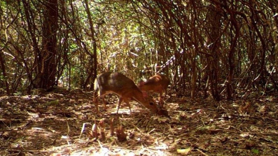 Wroclawskie Zoo Pomoglo Odnalezc Gatunek Zwierzat Uznanych Za Zaginione
