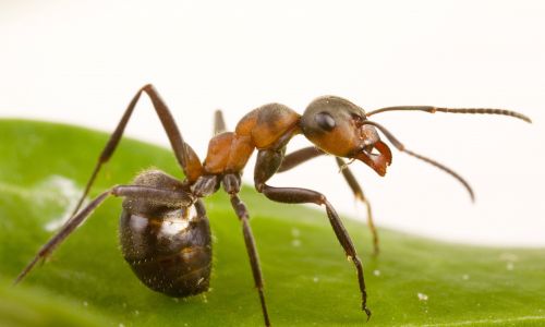 Mrówka rudnica (formica rufa) w Niemczech. Fot. PAP/DPA