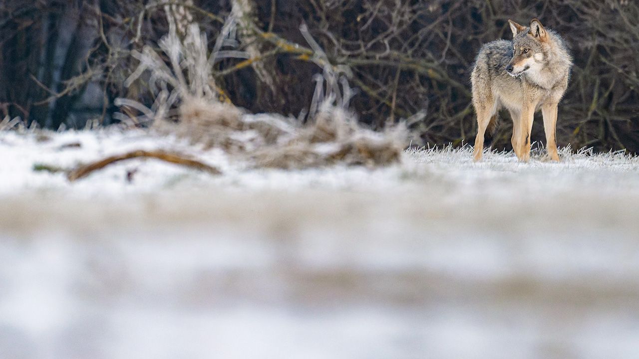 W biały dzień, tuż przy domach. Wataha wilków budzi grozę na Podkarpaciu