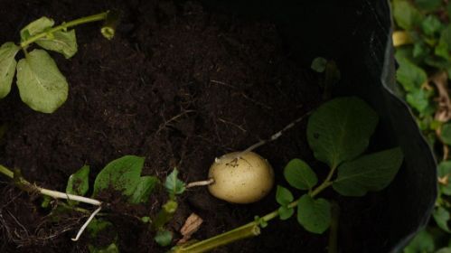 Potato. The picture is illustrative. Photo: Lynne Hand / Flickr, CC BY-NC-ND 2.0
