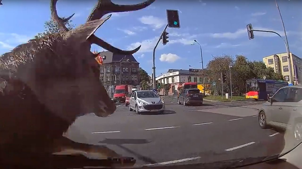 Jelenia próbowano uśpić, ale bez efektu (fot. YT/Bielskie Drogi) Jelenia próbowano uśpić, ale bez efektu (fot. YT/Bielskie Drogi)