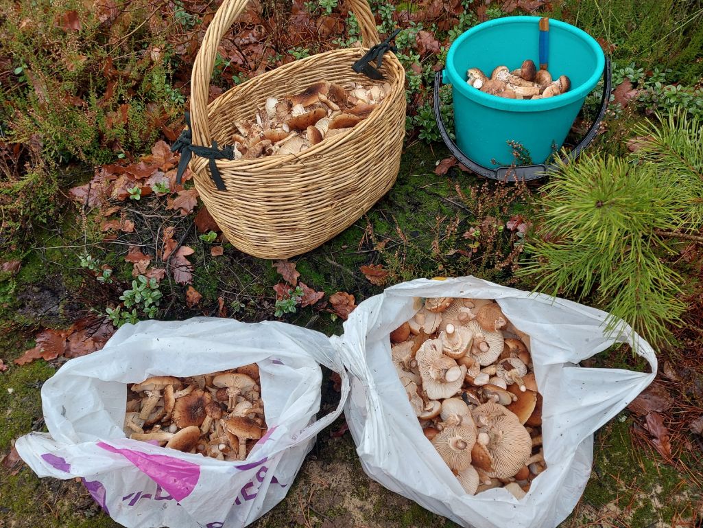 Стародорожский район, 12 ноября. Фото: Группа ВК «Грибы: грибные войска Беларуси»