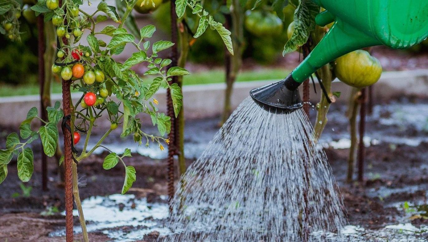 Prezydent Meksyku apeluje o zakładanie sadów i ogródków (fot. Pixabay)