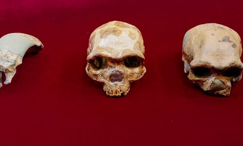 Porównania między czaszką Peking Man, Maba, Jinniushan, Dali i Harbin - czyli nowo odkrytego gatunku Człowieka-Smoka (od lewej do prawej). Fot. Kai Geng via Muzeum Historii Naturalnej w Londynie