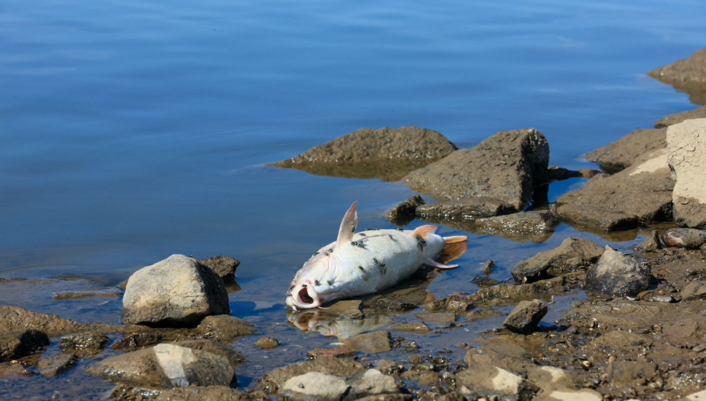 Śnięte ryby znaleziono w rzece Ner