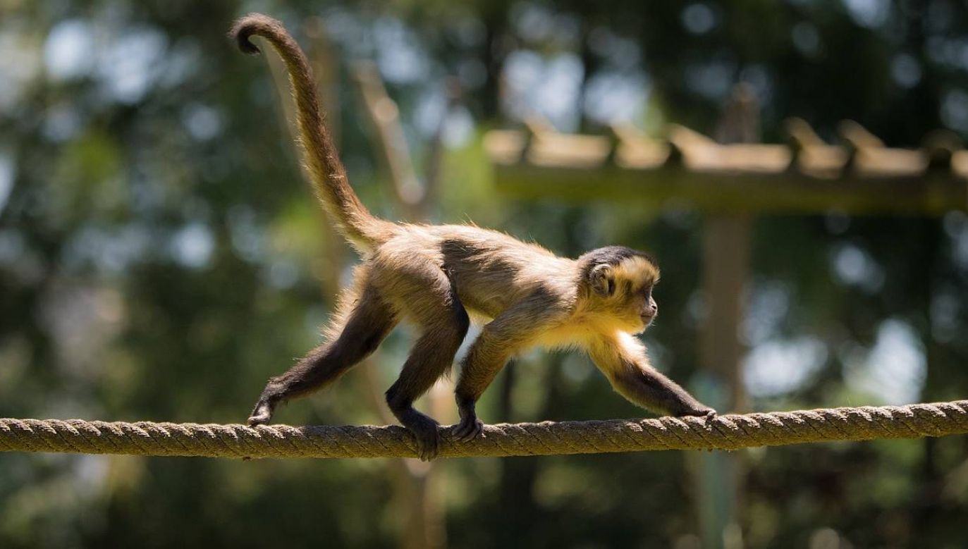 Kapucynki to niewielkie małpki z rzędu naczelnych (fot. Wiki 2.0/William Warby)
