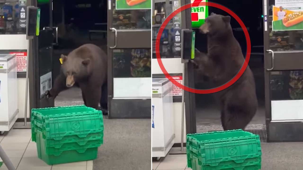 Niedźwiedź kulturalnie zdezynfekował się po wejściu do sklepu (fot. YT/Daily Mail)