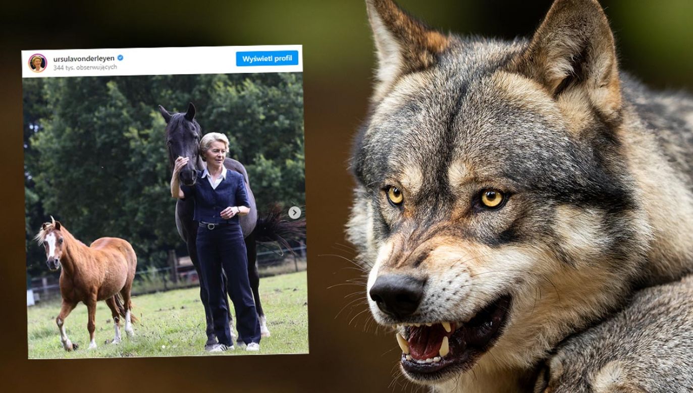 Szefowa KE potwierdziła, że straciła zwierzę (fot. Shutterstock/AB Photographie; Instagram/ursulavonderleyen)