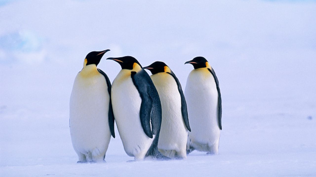Pingwiny cesarskie (fot. David Tipling/Education Images/Universal Images Group)