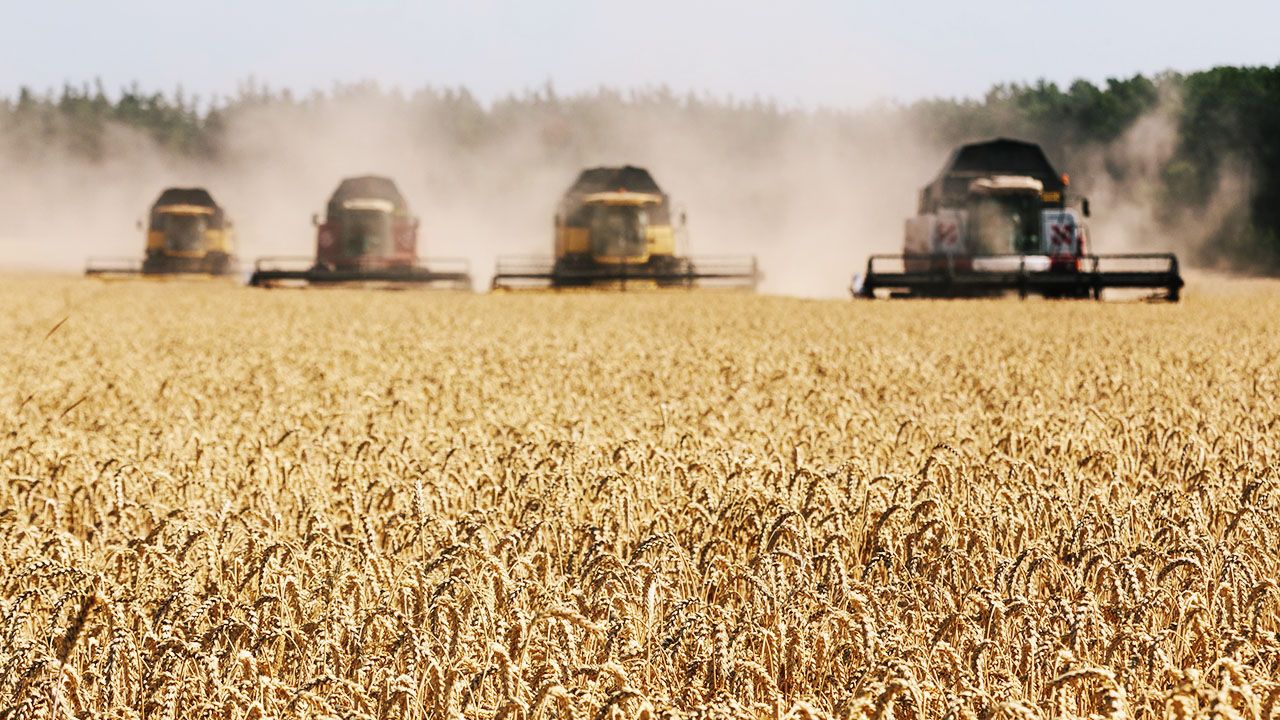 Wzrost ceny zbóż (fot. Pavlo Pakhomenko/NurPhoto via Getty Images)