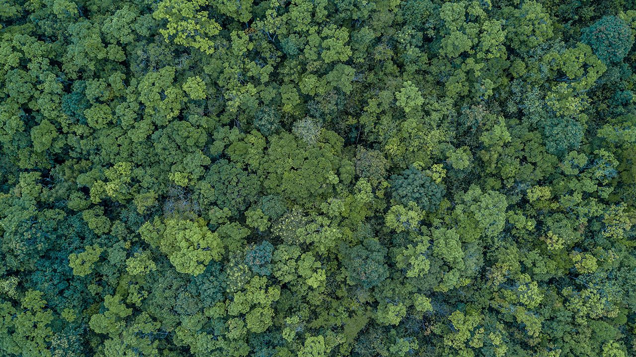 Oszacowano, że drzewa, roślinność i gleba na jednym hektarze lasu wiążą rocznie ok. 43 tys. kg CO2 (fot. Shutterstock/Avigator Fortuner)