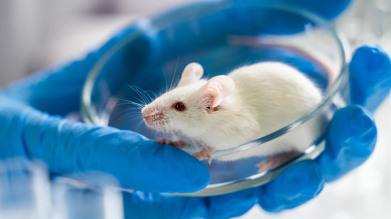Uzyskano zarodek myszy z komórek macierzystych (fot. Shutterstock)