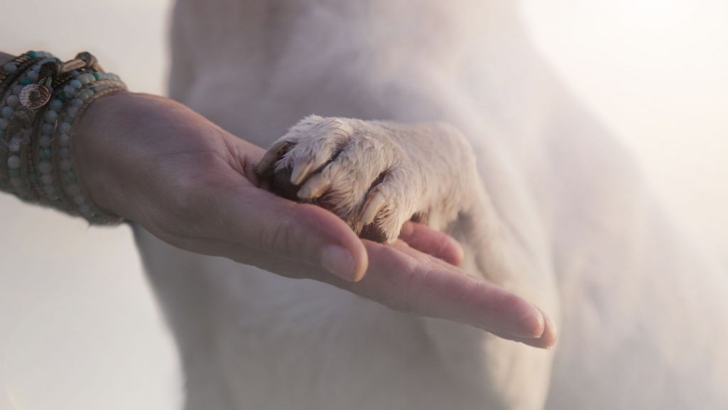 Psy z reguły lubią towarzystwo człowieka. Przynoszą nam spokój i poczucie bezpieczeństwa. Fot. Cristina Conti/Shutterstock