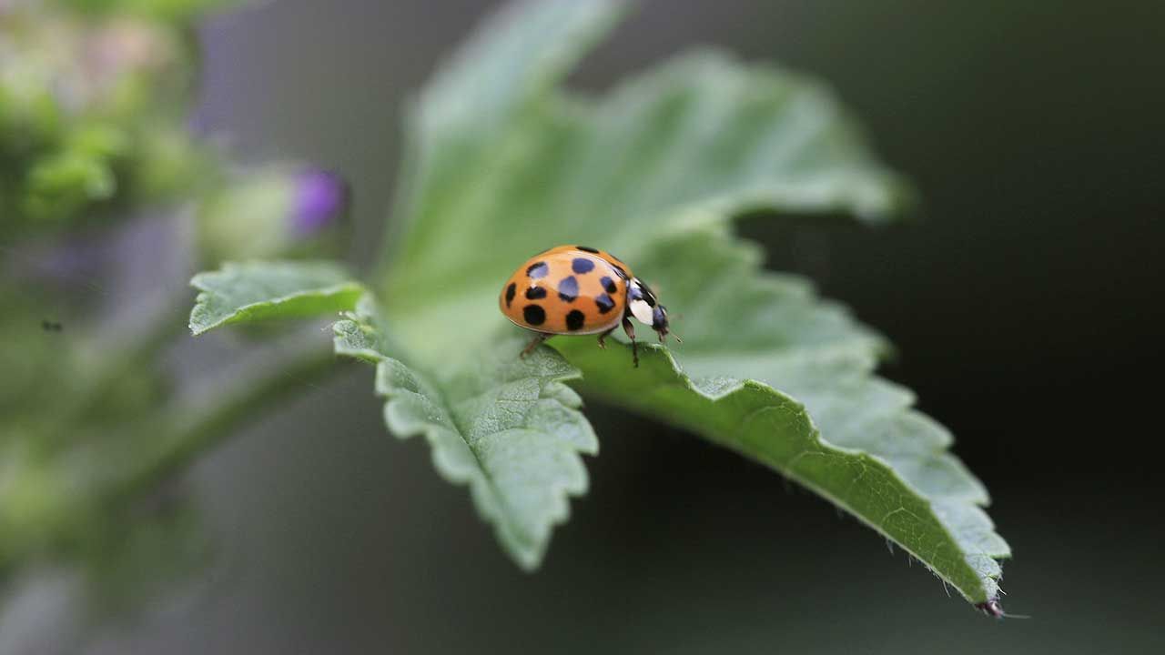 Biedronki zwabiają się wzajemnie zapachem (fot. Shutterstock/Maximiliane) Biedronki zwabiają się wzajemnie zapachem (fot. Shutterstock/Maximiliane)