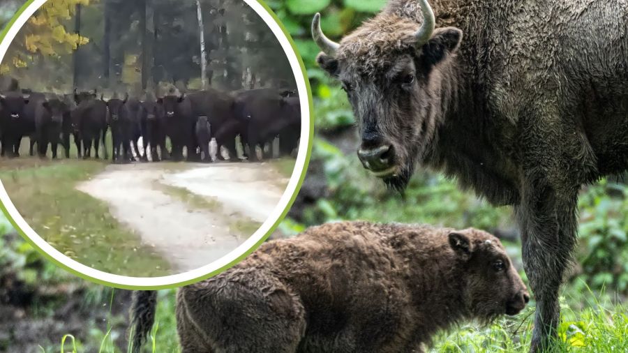 The largest herd of wild bison lives in the Białowieża Forest, near the border with Belarus. Photo: PAP/Darek Delmanowicz, X/@LPanstwowe