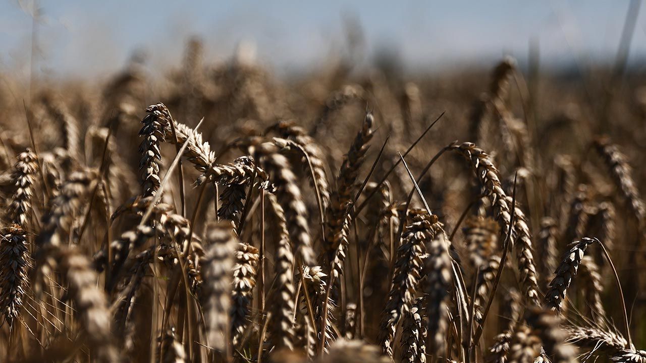 Deklaracja KE ws. kolejnej rezerwy kryzysowej w rolnictwie (fot.  Jakub Porzycki/NurPhoto via Getty Images)