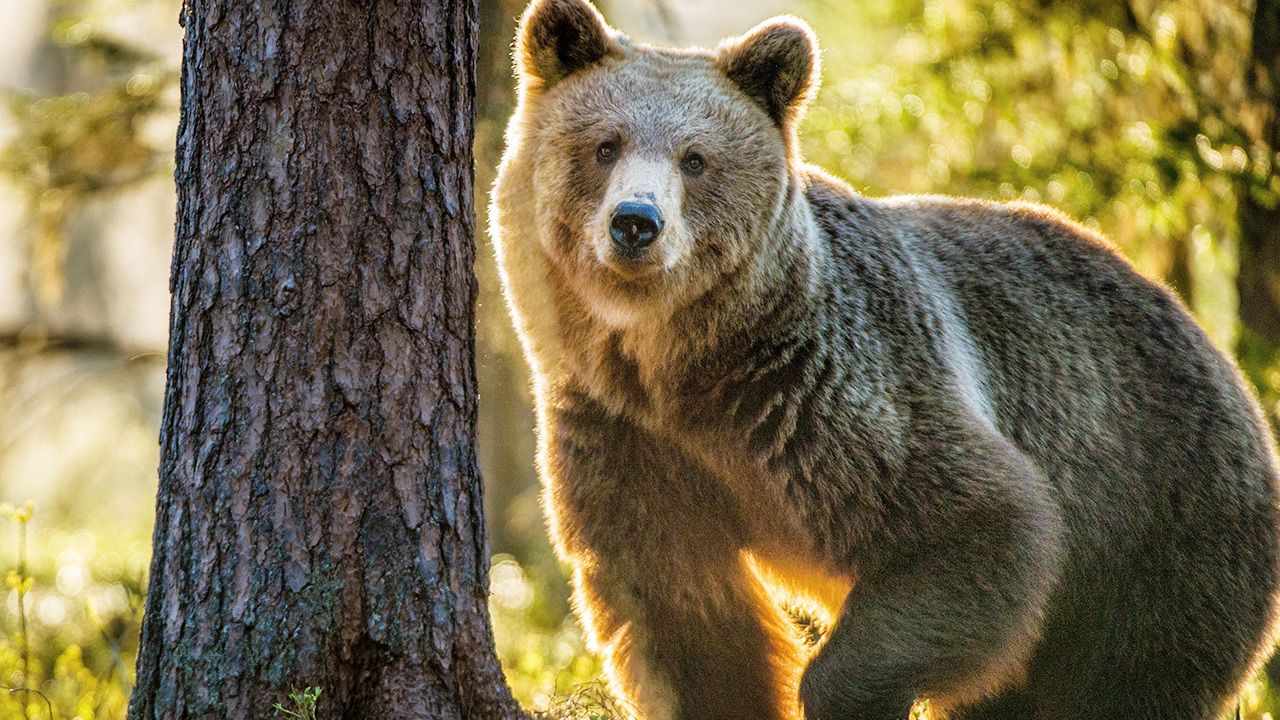România, Liechtenstein, Austria.  Poliția investighează uciderea unui urs brun.  Îndoielile au căzut asupra prințului