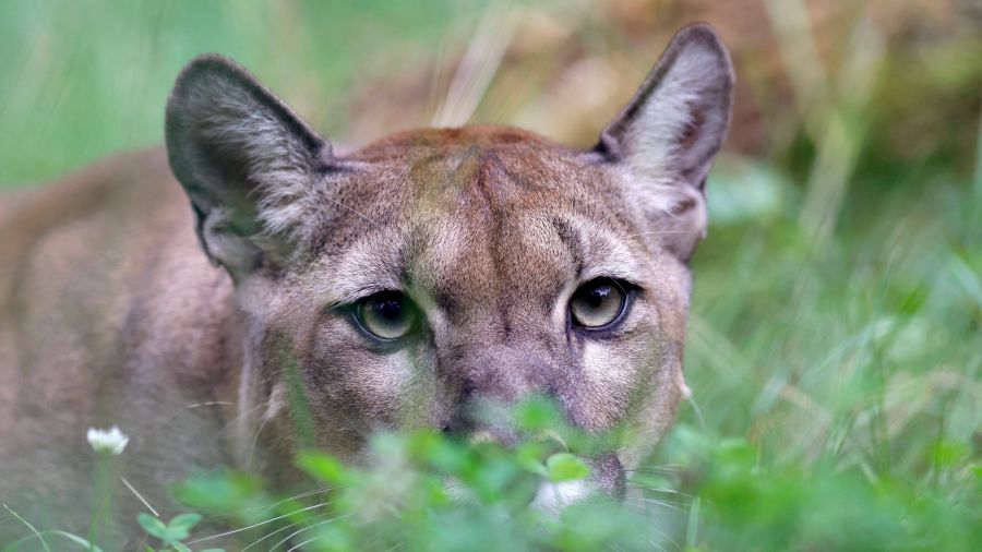 Photo: warszawa.tvp.pl Puma Spotted in Mazovia, Poland: Authorities Issue Urgent Warning to Residents