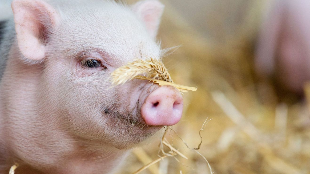 Франция свинья. Сельское хозяйствопоросчята. Свиньи. Сельское хозяйство свиноводство. Сельское хозяйство поросята.