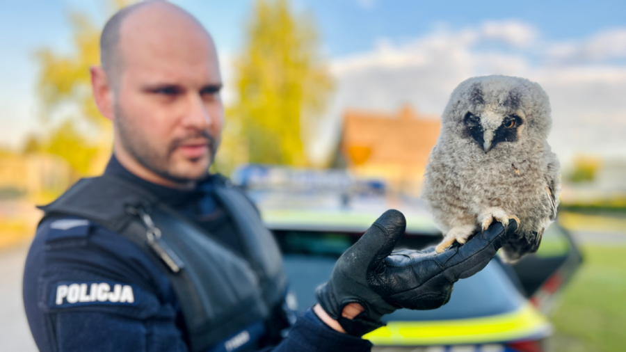 Pogrzybów, policjanci z Raszkowa uratowali sowę, powiat ostrowski (fot. KPP Ostrów Wlkp.)