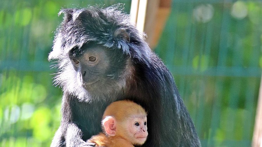 Baby boom w zoo. Przyjdź i zobacz młode