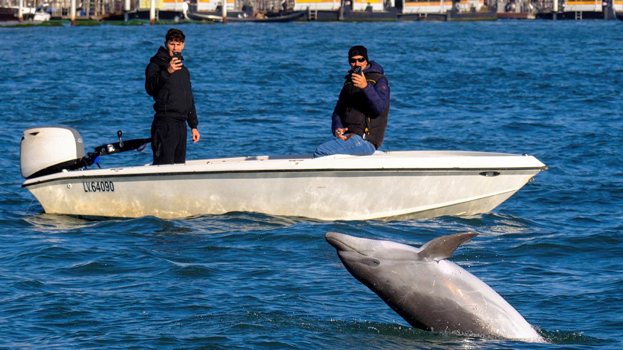 Delfin w Wenecji. Nieoczekiwana dodatkowa atrakcja miasta