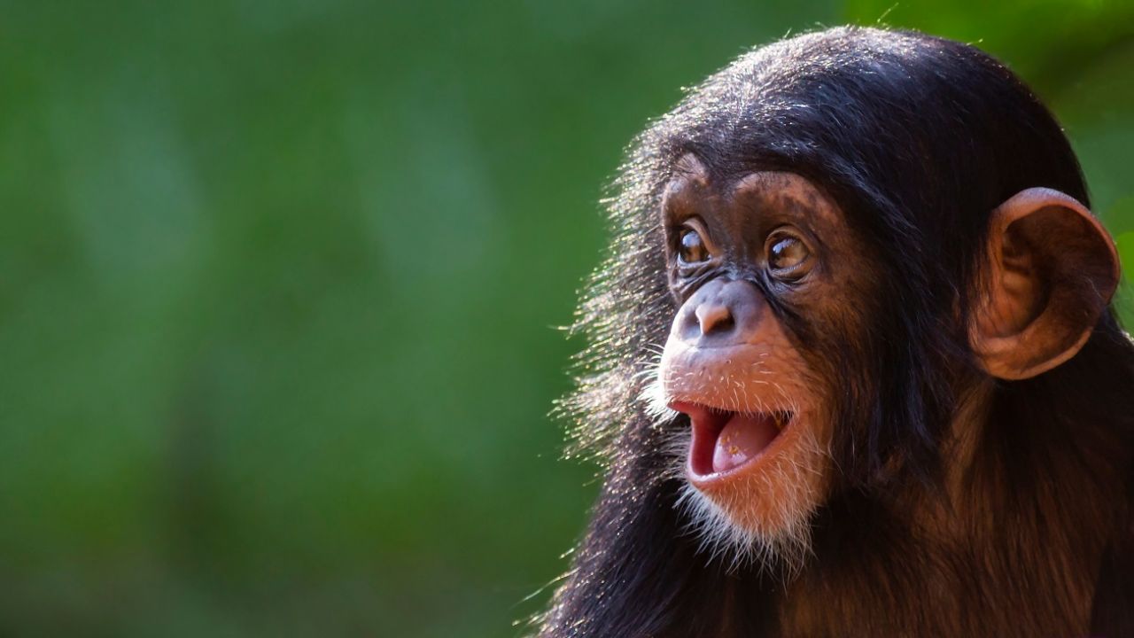 Szympansy są mniej impulsywne  (fot. Shutterstock)