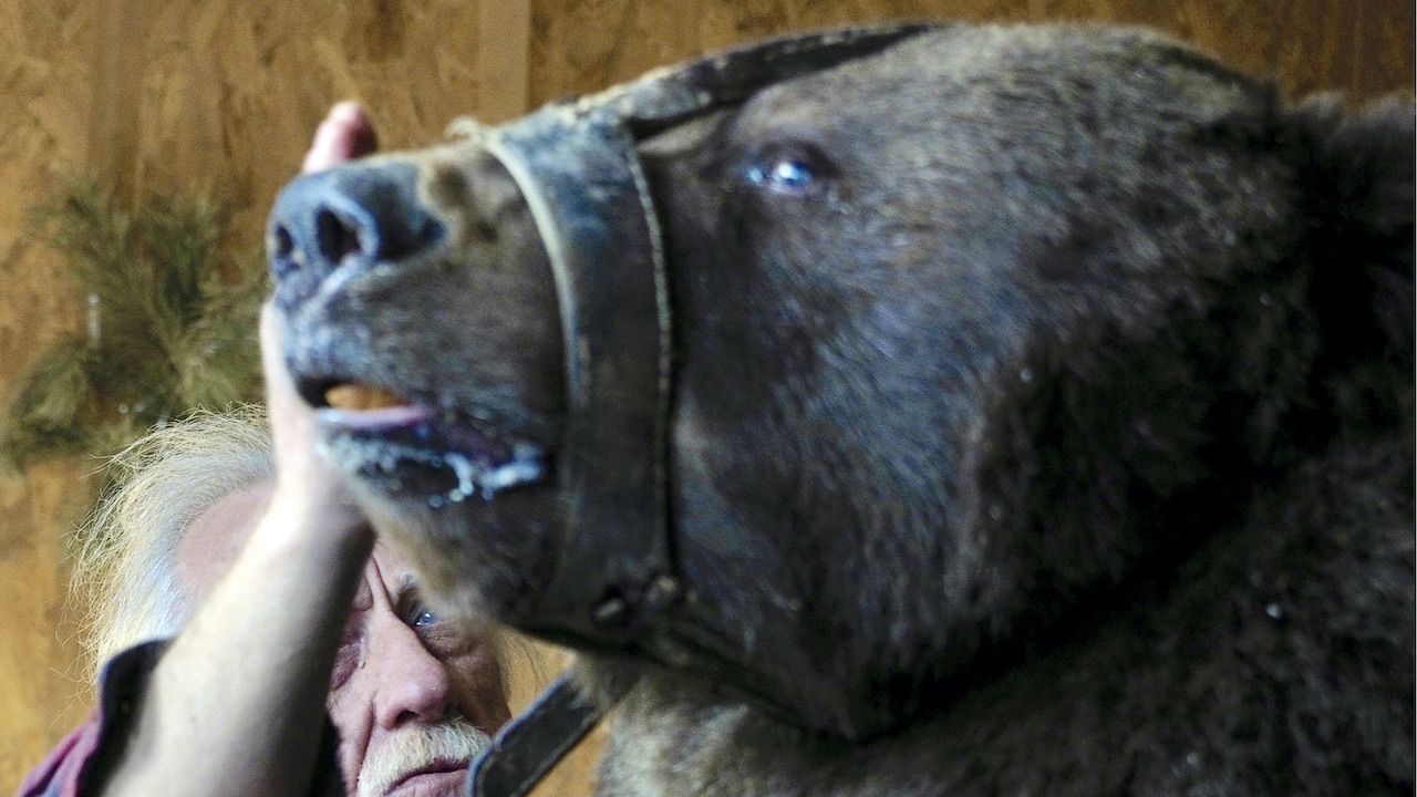 Atak niedźwiedzia w cyrku (fot. D.Rogulin\TASS\Getty Images, zdjęcie ilustracyjne) Atak niedźwiedzia w cyrku (fot. D.Rogulin\TASS\Getty Images, zdjęcie ilustracyjne)